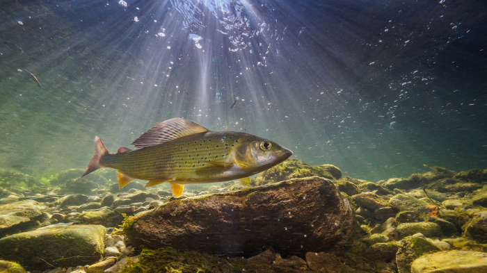 Кама: река, бросающая вызов Волге