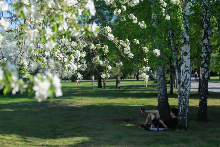 "Советский подход был шикарным". Почему в Барнауле "умирают" деревья и как их можно спасти
