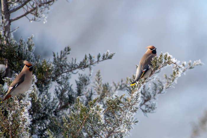 Записки астраханского натуралиста. Свиристели, гости с Севера