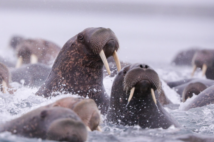 Чукотка: Неземная красота самого отдаленного региона России