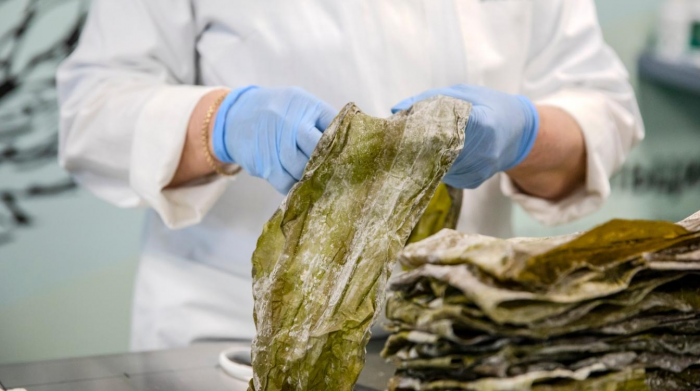 Арктические водоросли: природный биоресурс будущего