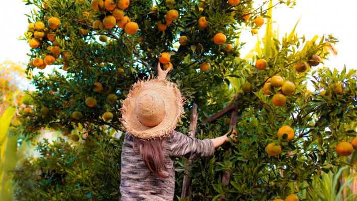 Почему мандарины стали символом Нового года в России