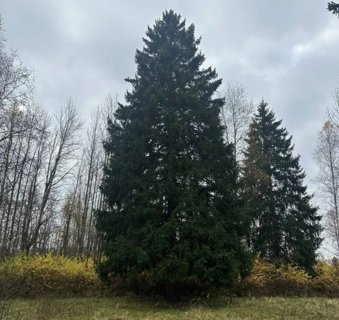 Главные новогодние ели Орла через призму времени