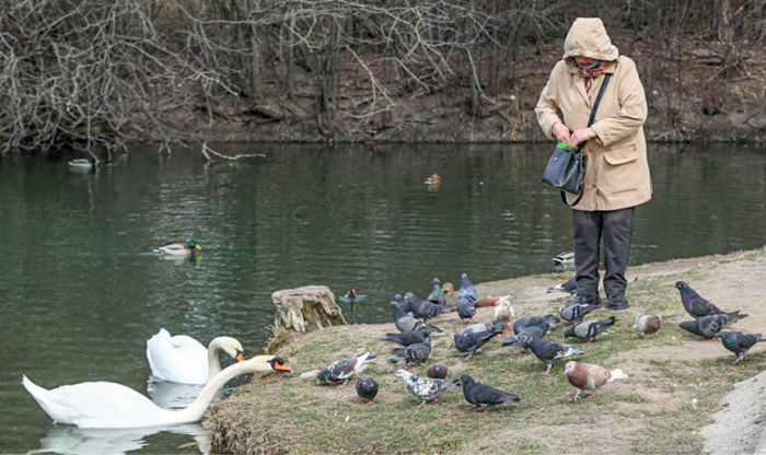 Угощения для пернатых: чем нельзя кормить птиц зимой