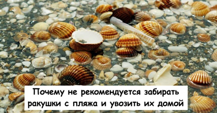 Почему не рекомендуется забирать ракушки с пляжа и увозить их домой