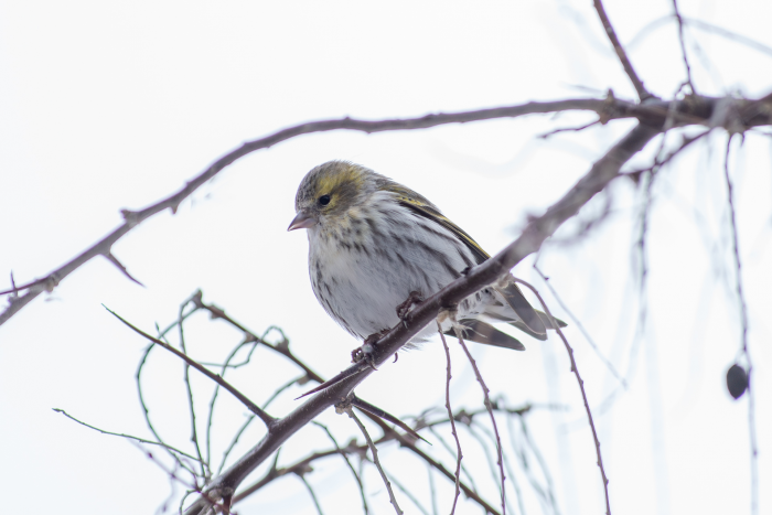 Записки астраханского натуралиста. Кто остался зимовать?
