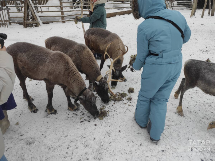 Северное сияние, гонки на хаски, пальмы в тундре: репортаж с края света