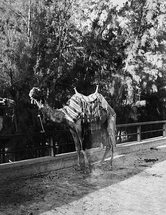 «Эти европейцы разрушили весь мир» Африка глазами британского летчика. Уникальные кадры Второй мировой