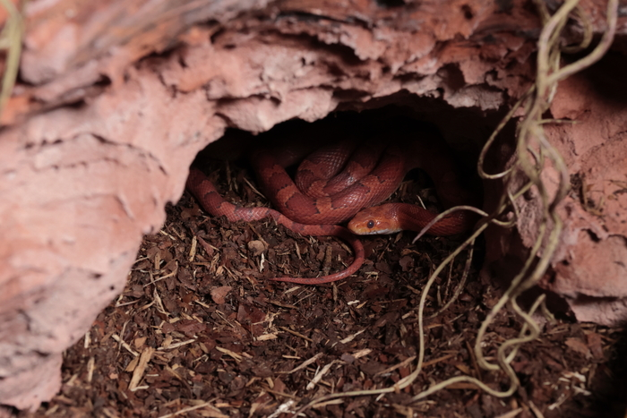 Первый террариум для первой змеи