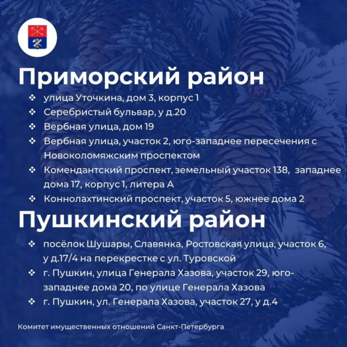 В Петербурге начали работать елочные базары