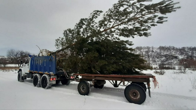 Чарышский девелопер запустил проект по спасению хвойных деревьев