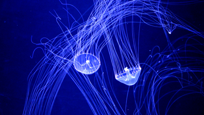 Животные, которые умеют светиться: самые красивые фотографии