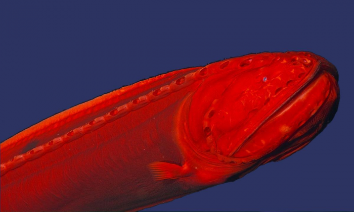 10 жутких глубоководных рыб, о которых мало кто знает