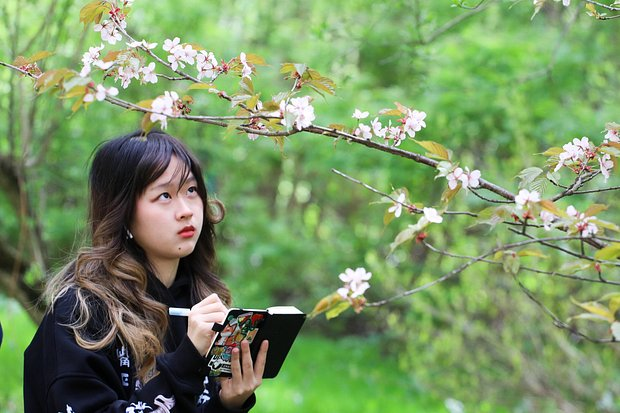 Цветение сакуры: где и когда можно посмотреть в 2026 году? История японского фестиваля Ханами