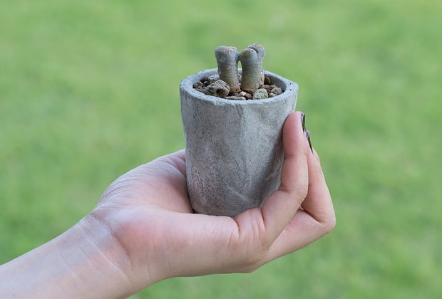 Литопсы: уход за «живыми камнями». Как вырастить суккулент в домашних условиях