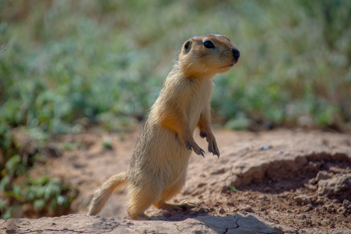 Записки астраханского натуралиста. Какой суслик красивее: желтый или малый