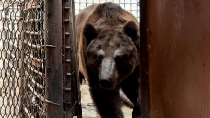 Медведя Степу спасли в Челябинской области