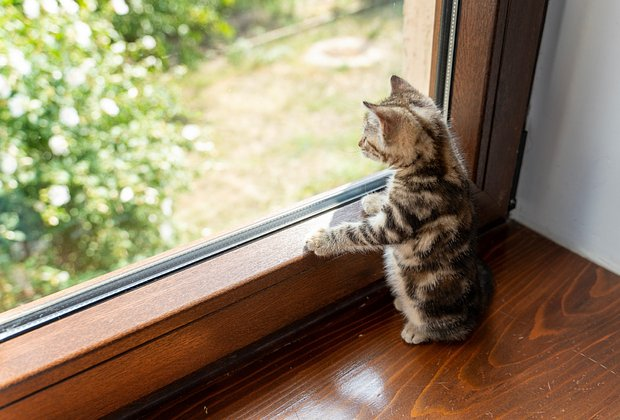 Как назвать кошку: 200+ кличек для котенка-девочки