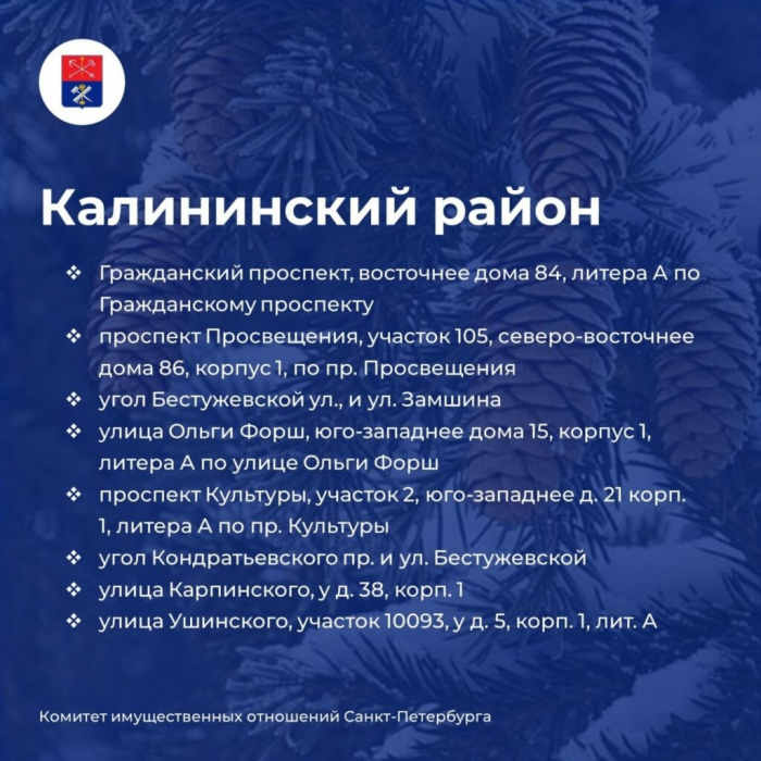 В Петербурге начали работать елочные базары