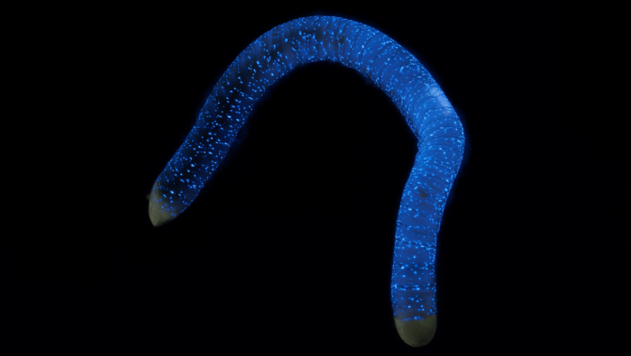 Животные, которые умеют светиться: самые красивые фотографии