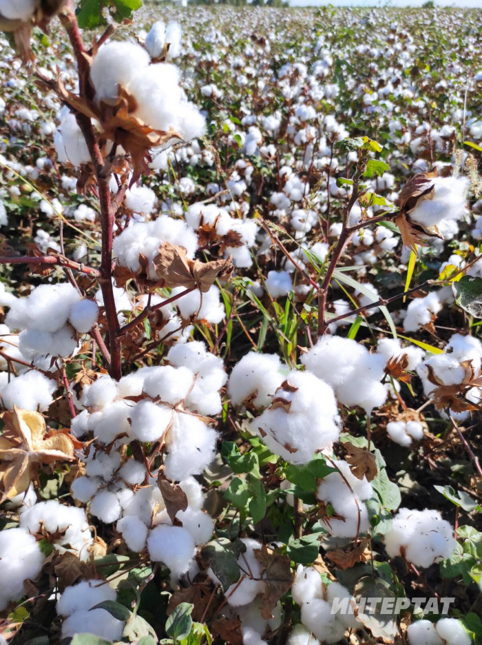 «Бала алып кайта алмаучылар Биби-ханым мәчетенә агыла»: Сәмәркандның могҗизалы урыннары