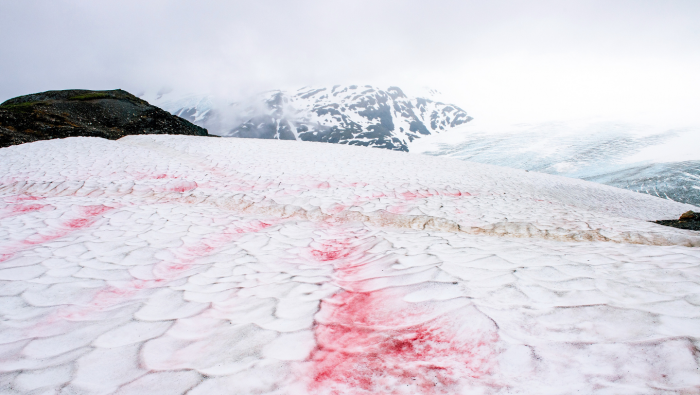 Почему снег бывает не только белый: 3 возможные причины