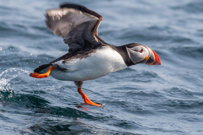 9 птиц с самыми странными именами