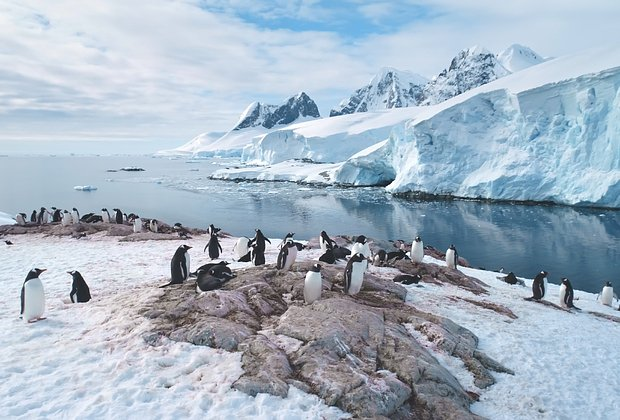 Пингвины: что за птицы, как выглядят, почему не летают
