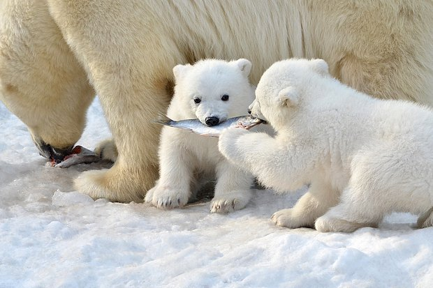 Белый медведь: что это за животное, как выглядит и почему не боится морозов