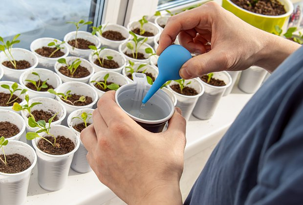 Как вырастить рассаду петунии в домашних условиях: сроки посева семян, правила ухода за саженцами