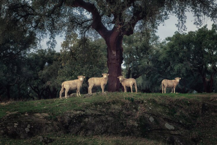 Загадочная Португалия: от портвейна к столице