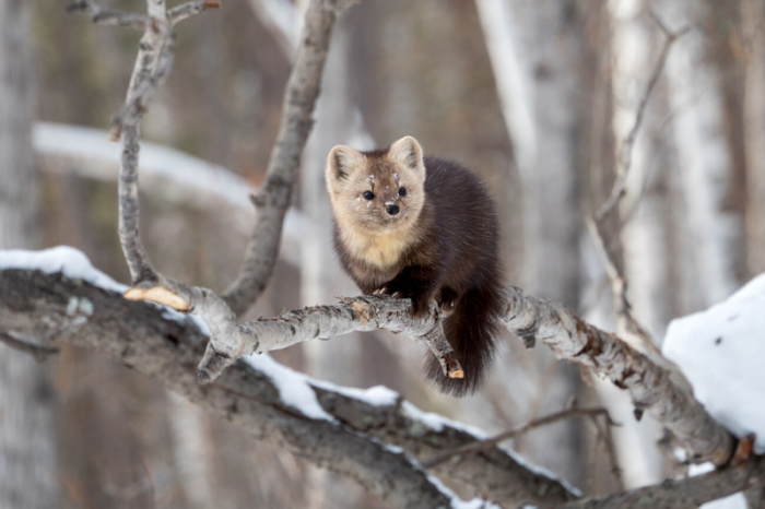 Удивительный природный заповедник Баргузин на озере Байкал