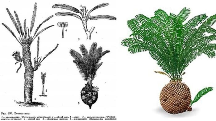 У водохранилища в Крыму нашли редкие отпечатки растений из эпохи динозавров