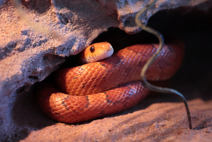 Первый террариум для первой змеи