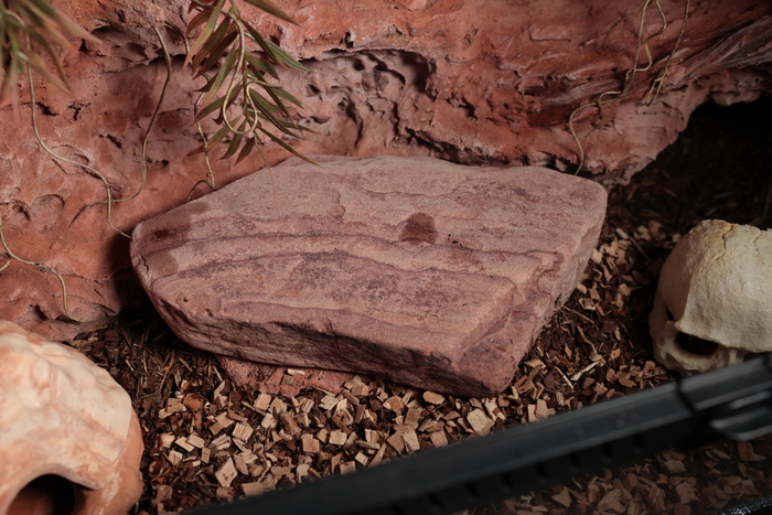 Первый террариум для первой змеи