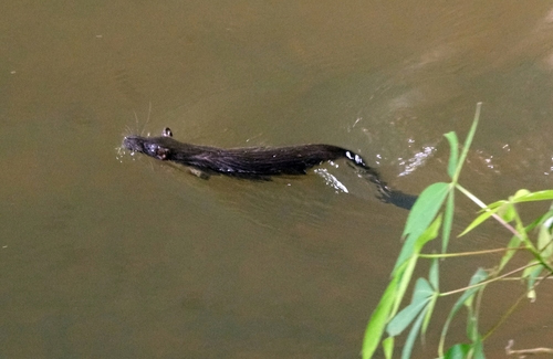 Выдровая землеройка, которая не выдра и не землеройка