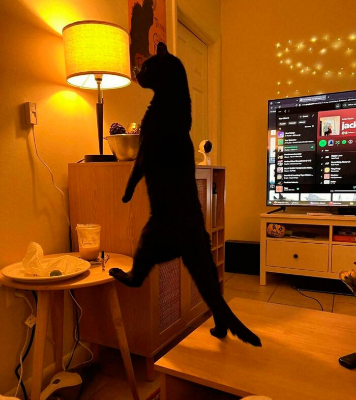 Смешные и красивые коты, которые не такие, как все (18 фото)