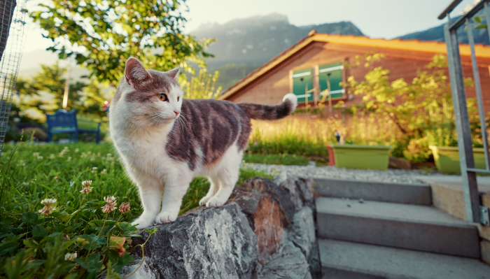 Где кошкам и орангутанам жить хорошо: 6 стран, которые защищают права животных