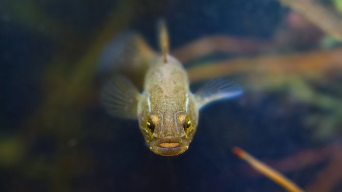 Подводные захватчики: 5 инвазивных рыб, которые осваивают водоемы России