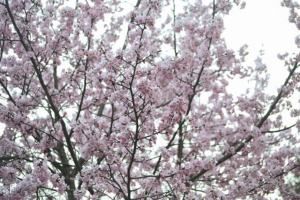 Цветение сакуры: где и когда можно посмотреть в 2026 году? История японского фестиваля Ханами