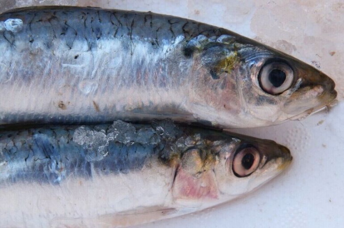 Рыбные прилавки хотят очистить от опасной экзотики