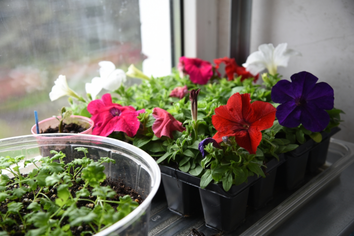 Как вырастить рассаду петунии в домашних условиях: сроки посева семян, правила ухода за саженцами