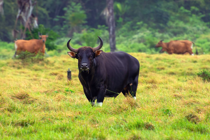 Семь видов настоящих быков: от домашней коровы до загадочного купрея