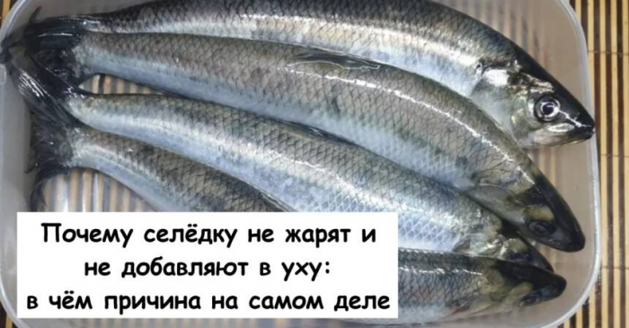 Почему селёдку не жарят и не добавляют в уху: в чём причина на самом деле