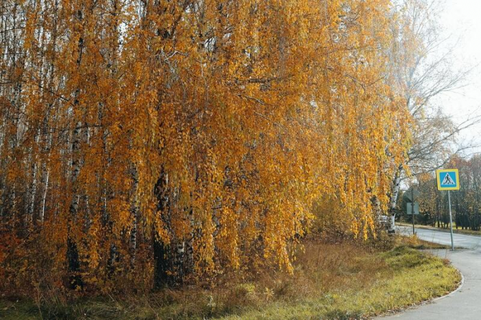 Золото октября. Как осень преобразила березовую рощу на окраине Барнаула