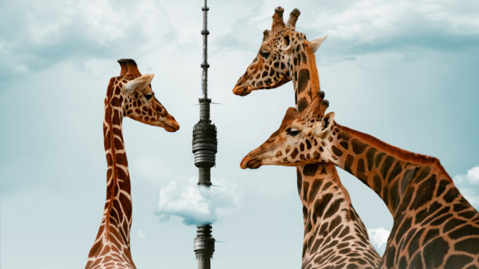 Жирафы у Останкинской башни и священные горы Байкала: что смотреть на выставке «Репортаж»