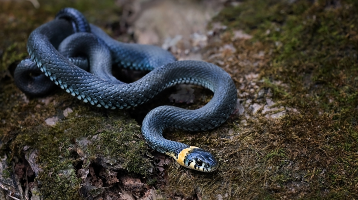 5 пар ядовитых и безвредных змей, которых легко перепутать