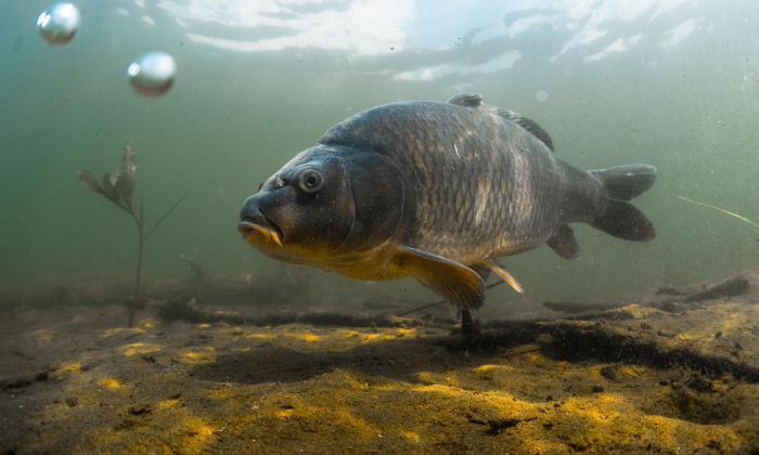 Женщина разводит карпов в затопленном подвале. Можно ли есть такую рыбу?