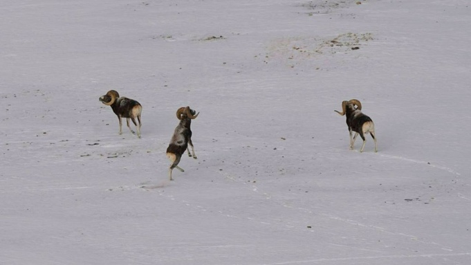 Житель Новосибирска не смог покорить труднейшую горную вершину из-за коронавируса
