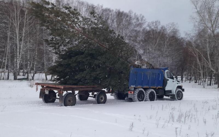 Чарышский девелопер запустил проект по спасению хвойных деревьев